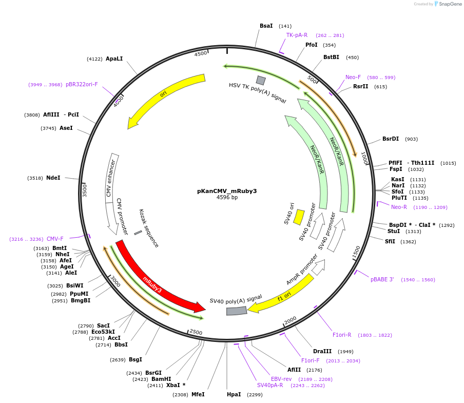 172854-plasmid-map-sequence-id-340997