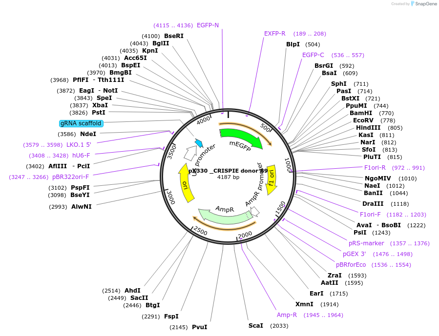 172850-plasmid-map-sequence-id-341005