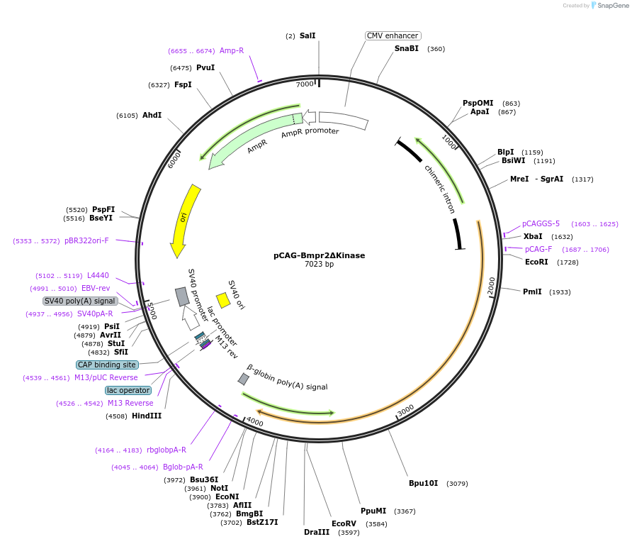 163404-plasmid-map-sequence-id-341009