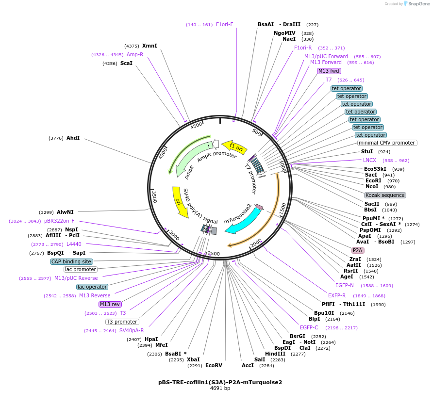 163610-plasmid-map-sequence-id-341010