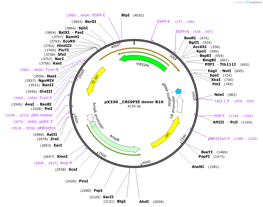 172851-plasmid-map-sequence-id-341020