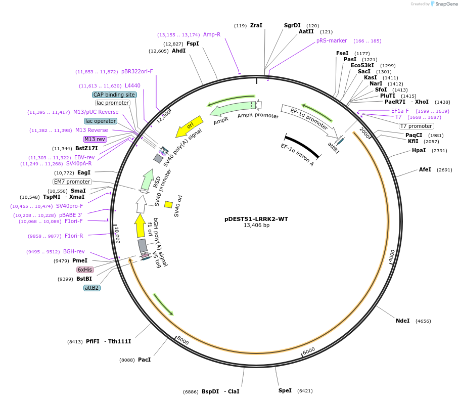 25080-plasmid-map-sequence-id-341025