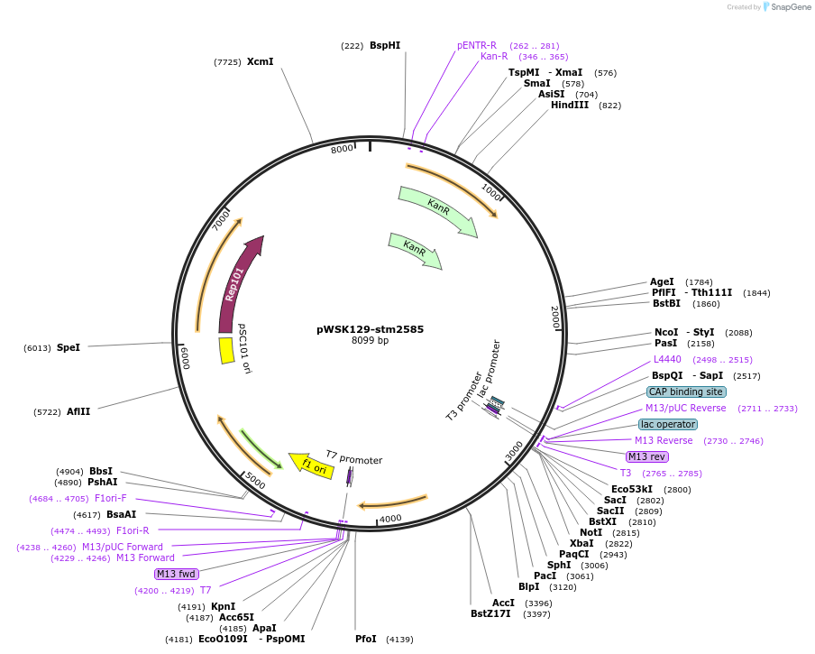 174401-plasmid-map-sequence-id-341035