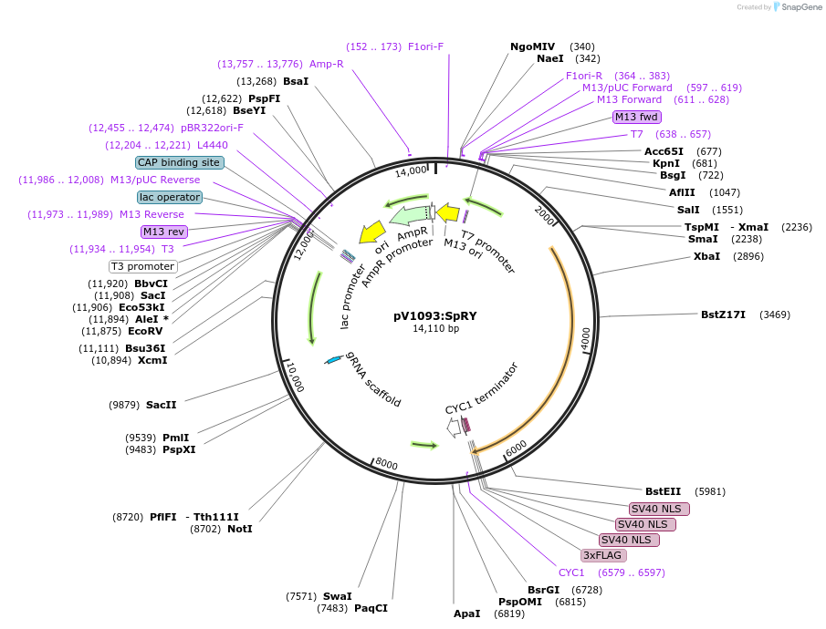 172188-plasmid-map-sequence-id-341037