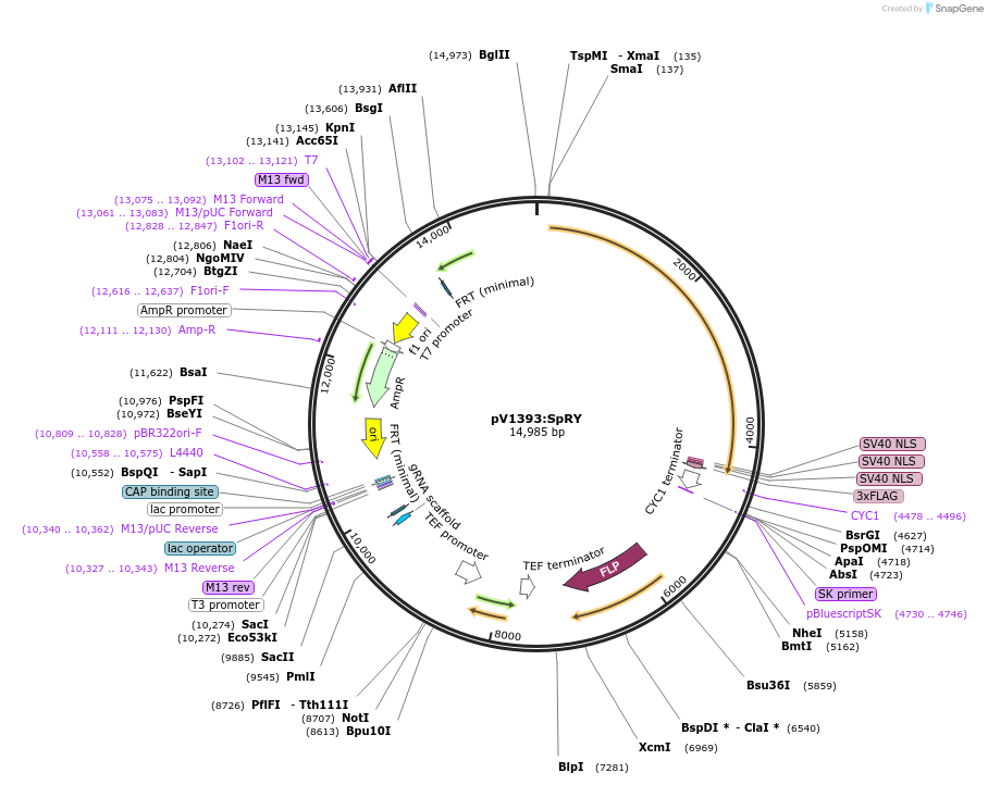 172189-plasmid-map-sequence-id-341038