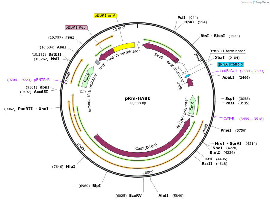 170332-plasmid-map-sequence-id-341070