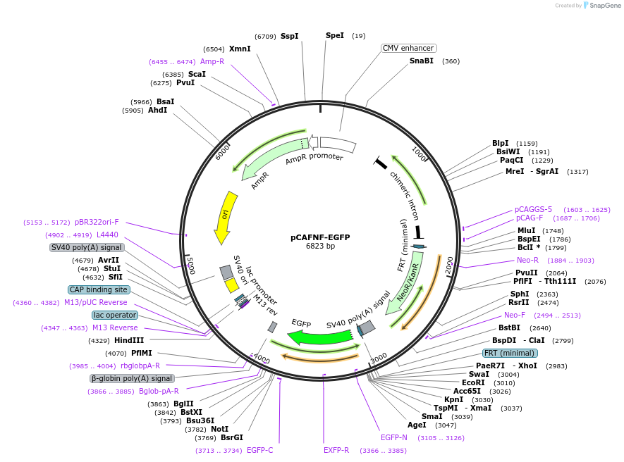 163609-plasmid-map-sequence-id-341072