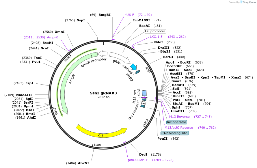 163402-plasmid-map-sequence-id-341091