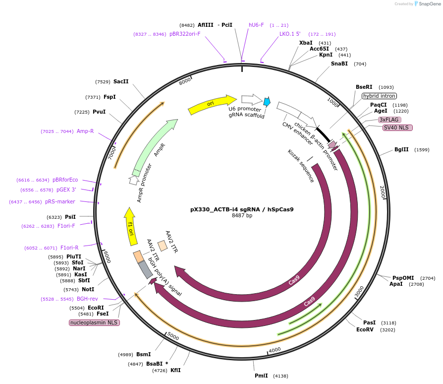 172828-plasmid-map-sequence-id-341092
