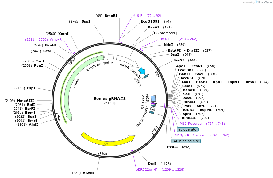 170836-plasmid-map-sequence-id-341094