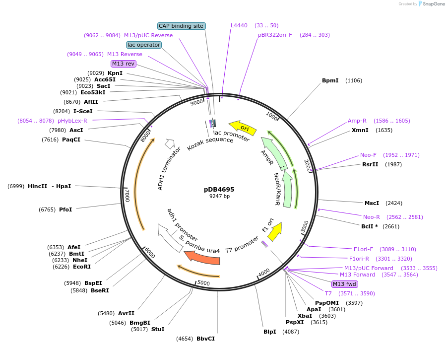 171127-plasmid-map-sequence-id-341099