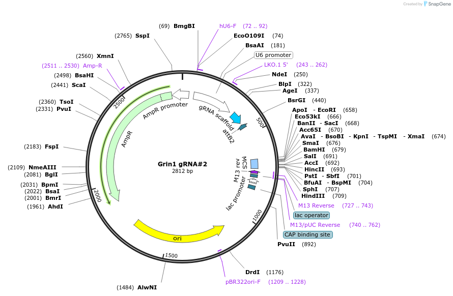 169790-plasmid-map-sequence-id-341101