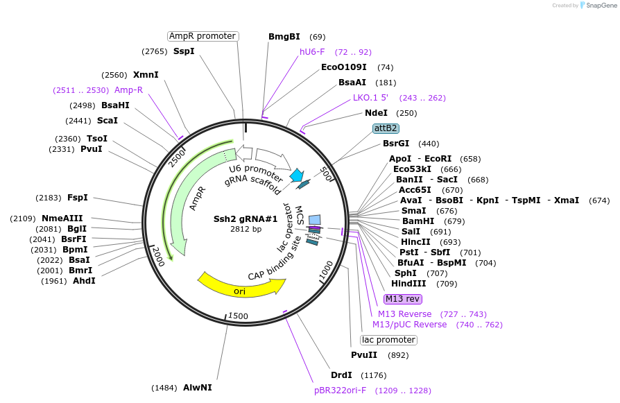163397-plasmid-map-sequence-id-341105