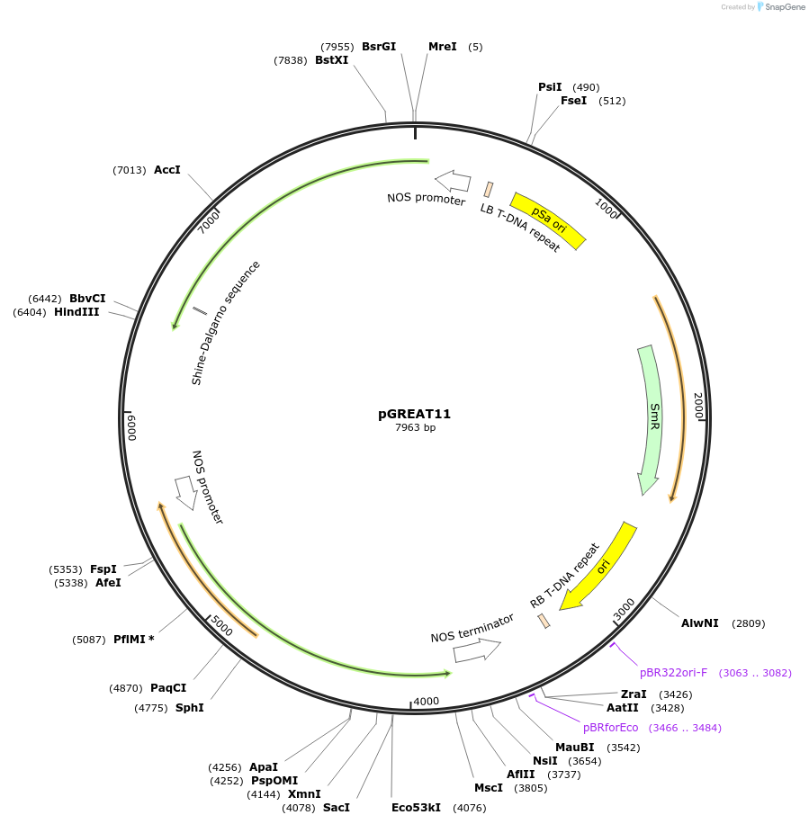 170899-plasmid-map-sequence-id-341132