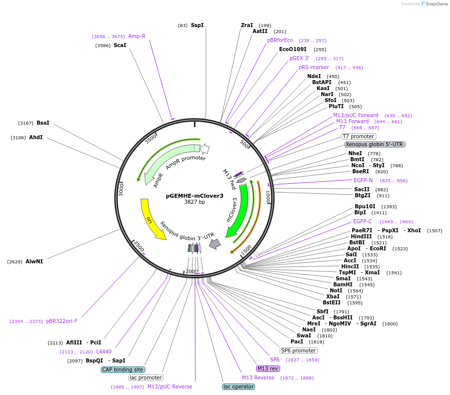171497-plasmid-map-sequence-id-341137