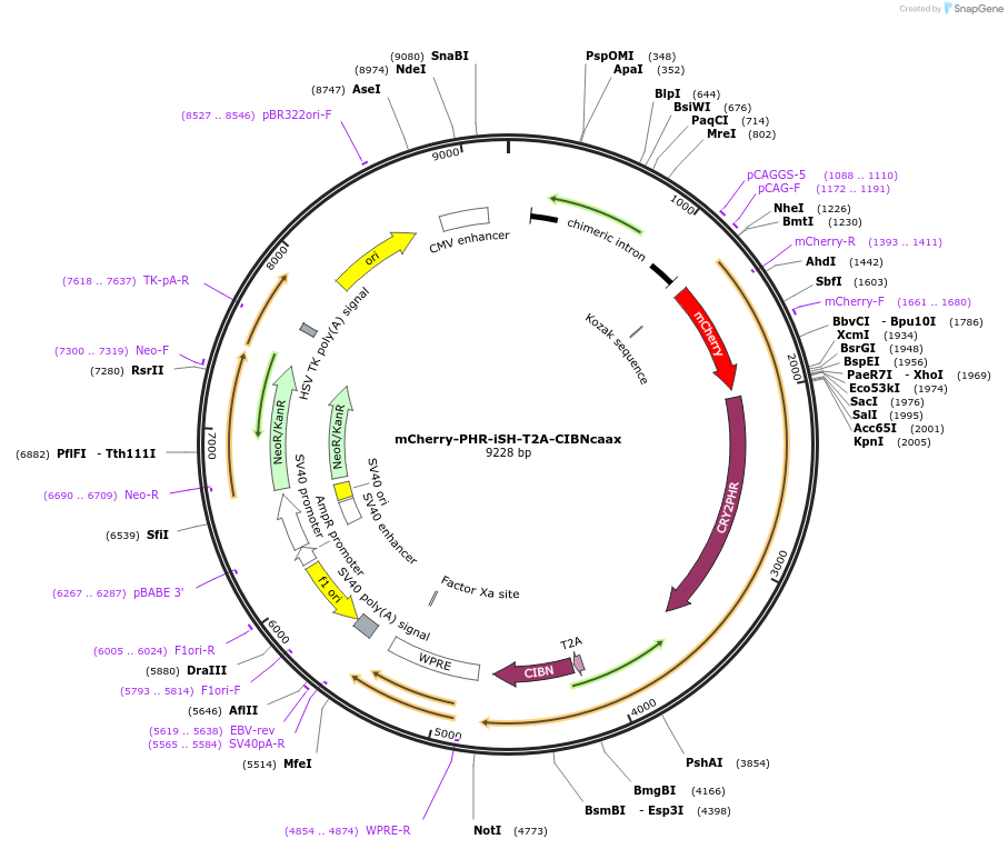 173860-plasmid-map-sequence-id-341138