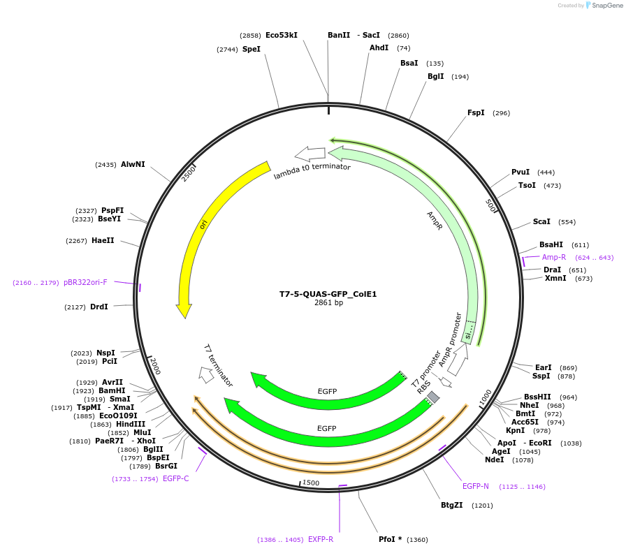 171656-plasmid-map-sequence-id-341150