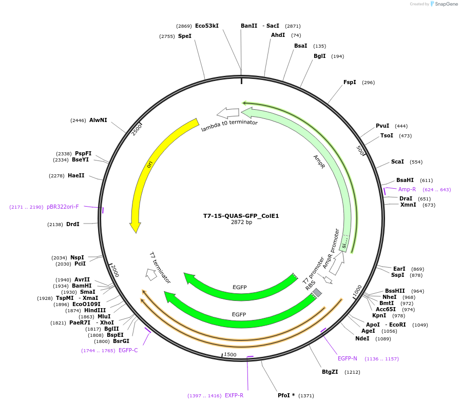 171658-plasmid-map-sequence-id-341151