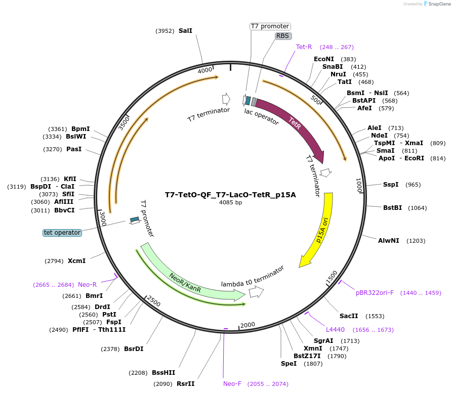 171659-plasmid-map-sequence-id-341153