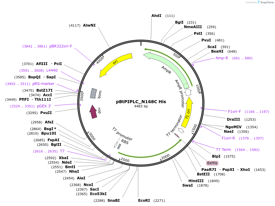 173809-plasmid-map-sequence-id-341161