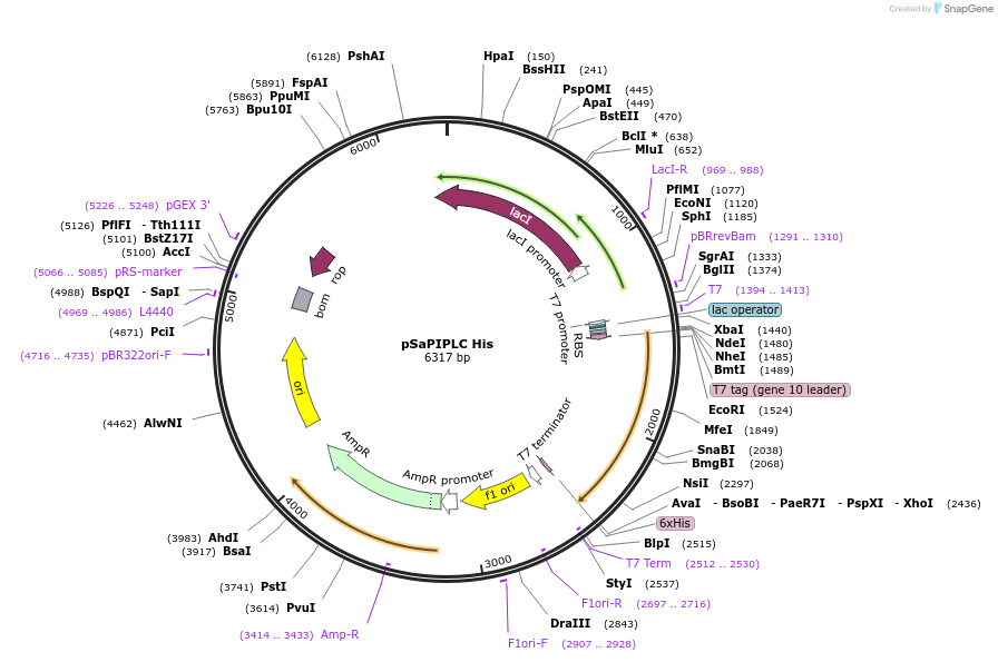 173810-plasmid-map-sequence-id-341162