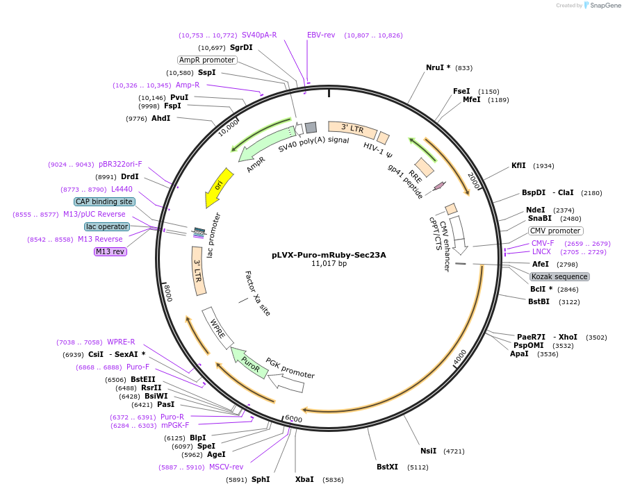 36158-plasmid-map-sequence-id-341193