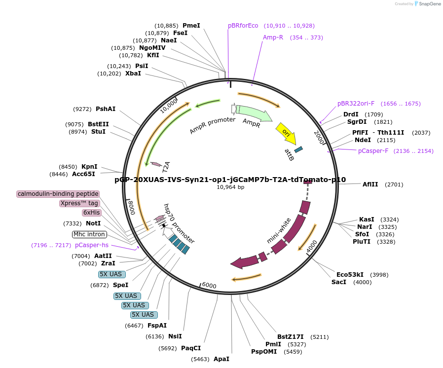 172913-plasmid-map-sequence-id-341198