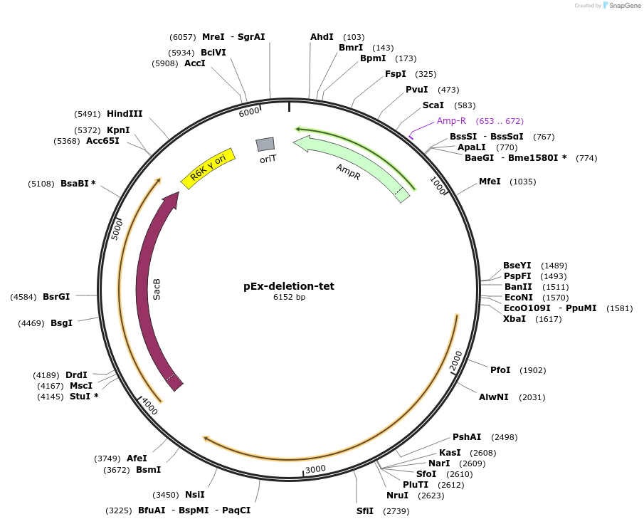 172214-plasmid-map-sequence-id-341202