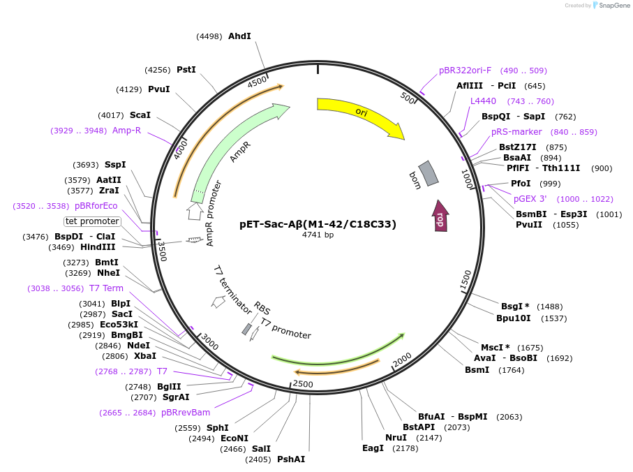 173759-plasmid-map-sequence-id-341204
