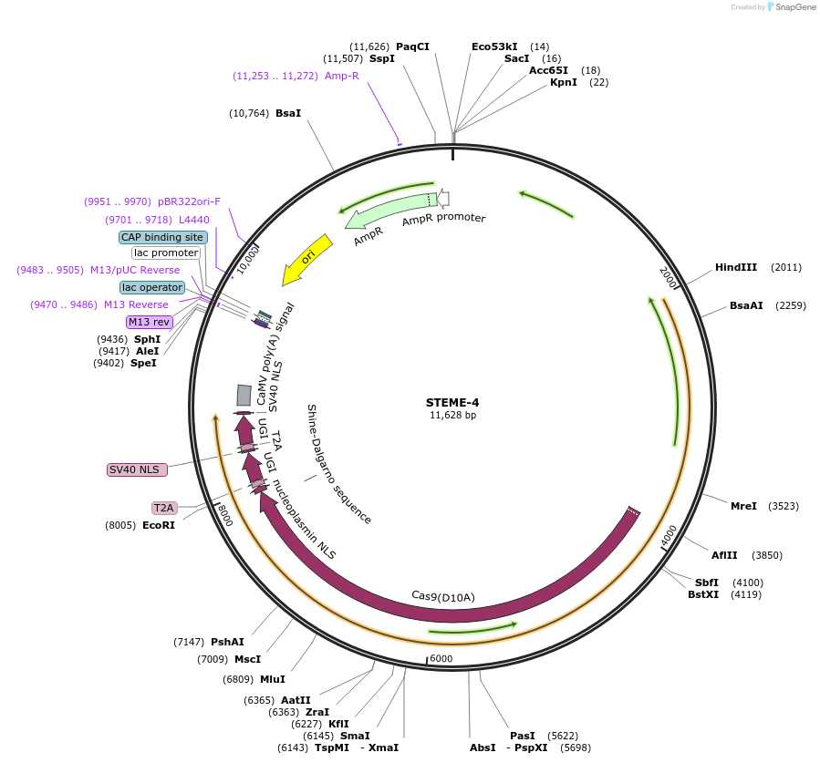 138140-plasmid-map-sequence-id-341208