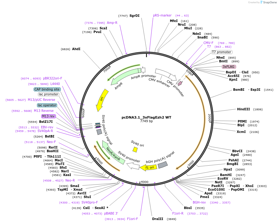 173717-plasmid-map-sequence-id-341217