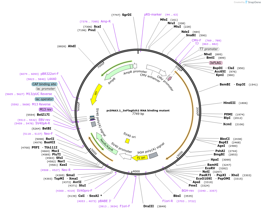 173718-plasmid-map-sequence-id-341218