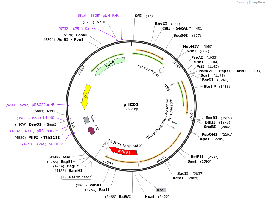 106900-plasmid-map-sequence-id-341219