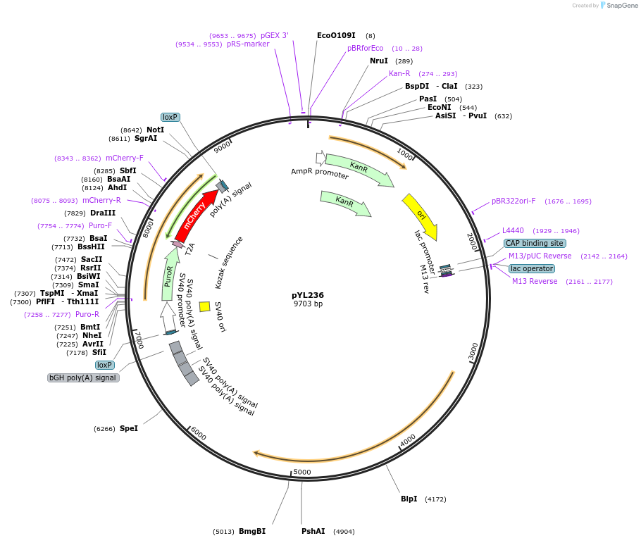 173184-plasmid-map-sequence-id-341220