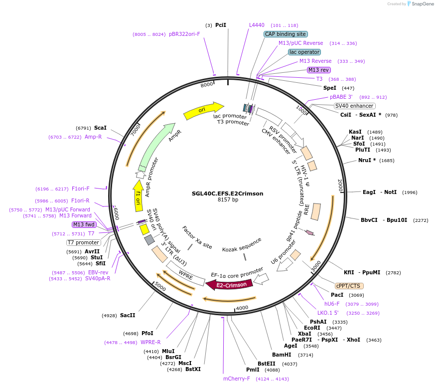 100894-plasmid-map-sequence-id-341228