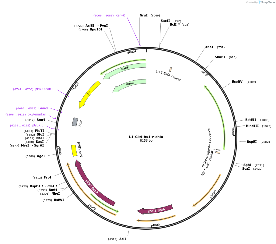 163940-plasmid-map-sequence-id-341232