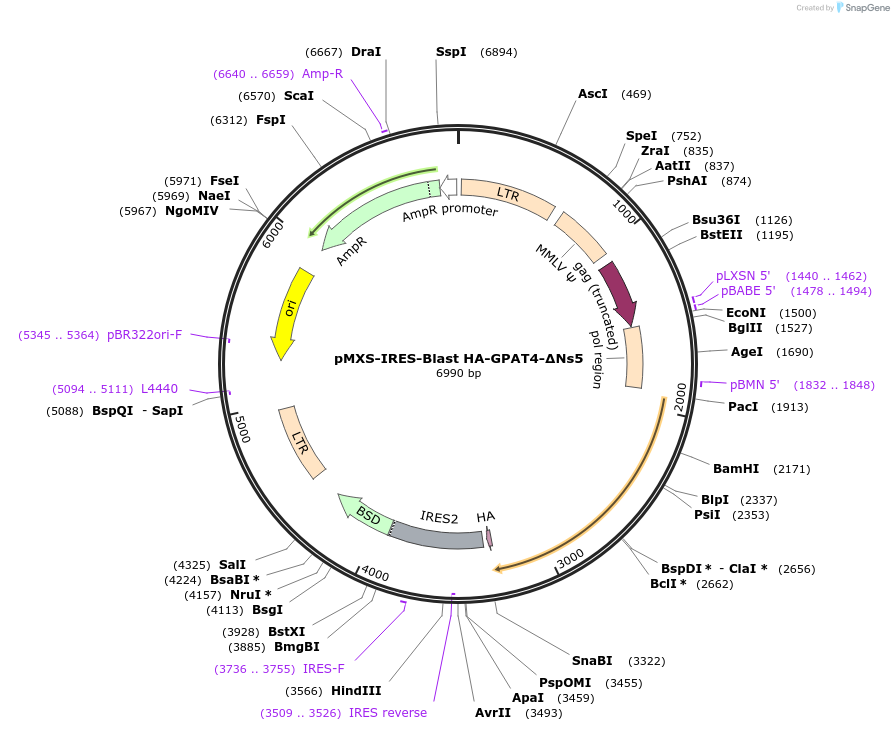 173169-plasmid-map-sequence-id-341378