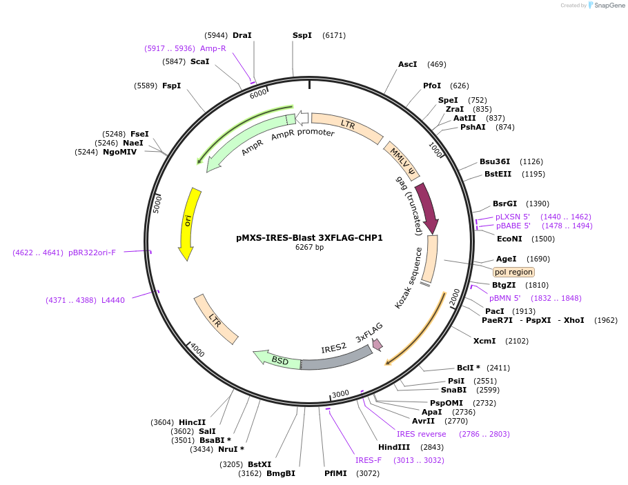 173166-plasmid-map-sequence-id-341379