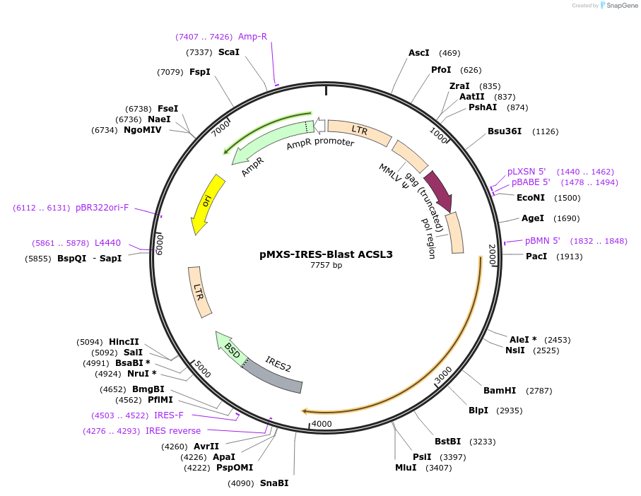 173165-plasmid-map-sequence-id-341380