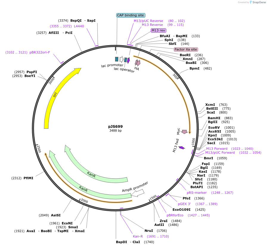 168779-plasmid-map-sequence-id-341381