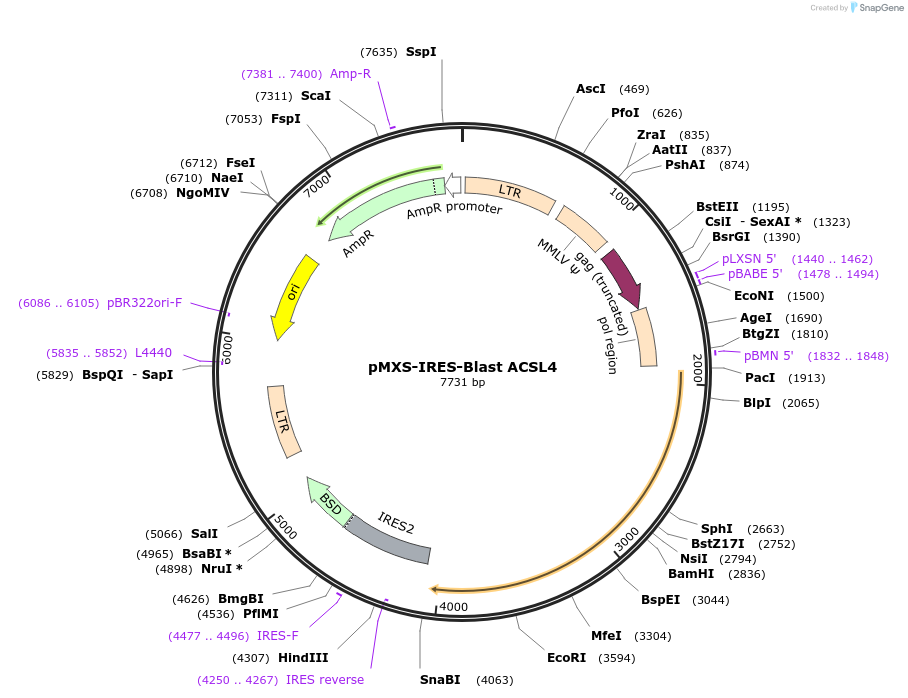173164-plasmid-map-sequence-id-341382