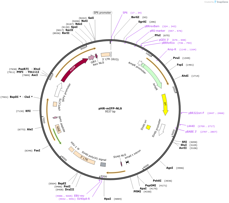 173893-plasmid-map-sequence-id-341383
