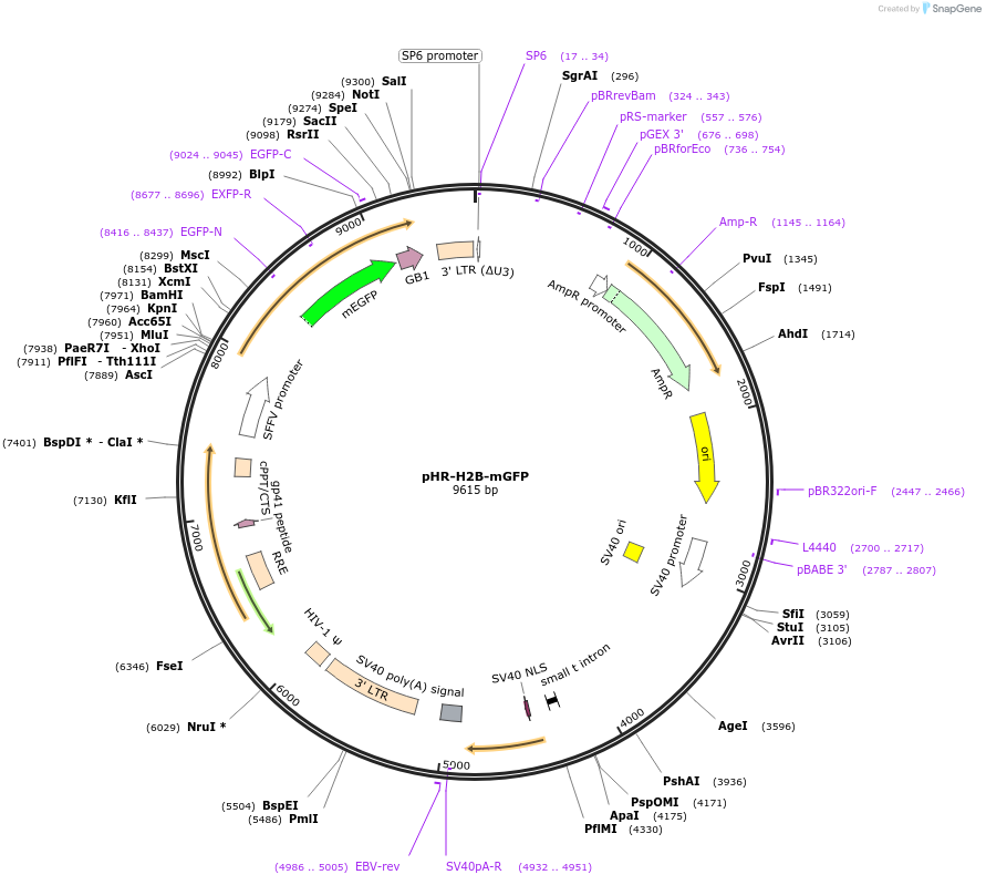 173892-plasmid-map-sequence-id-341384