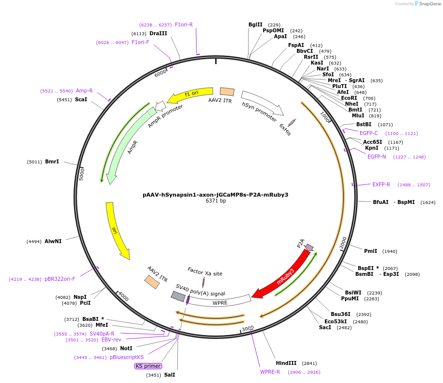 172921-plasmid-map-sequence-id-341474