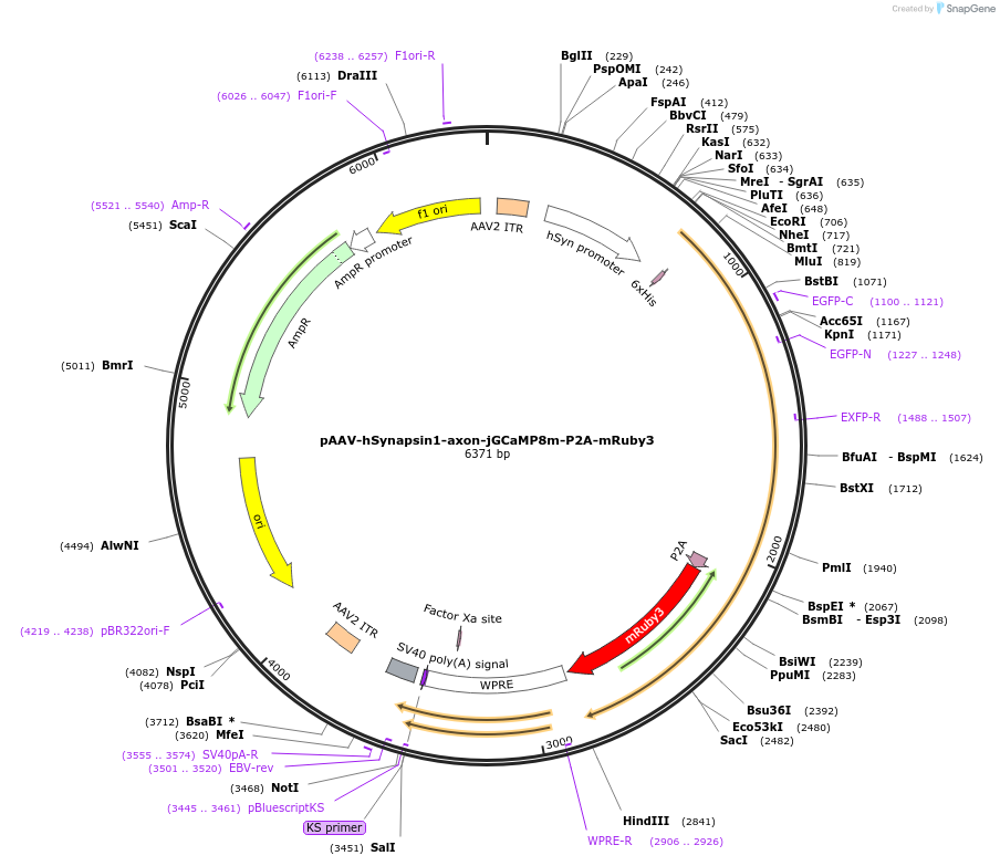 172922-plasmid-map-sequence-id-341476