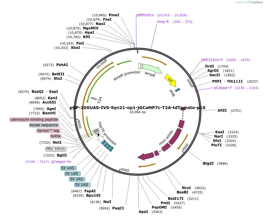 172914-plasmid-map-sequence-id-341479