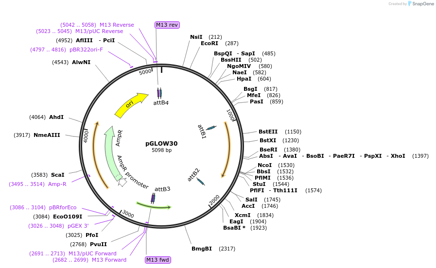 172697-plasmid-map-sequence-id-341480