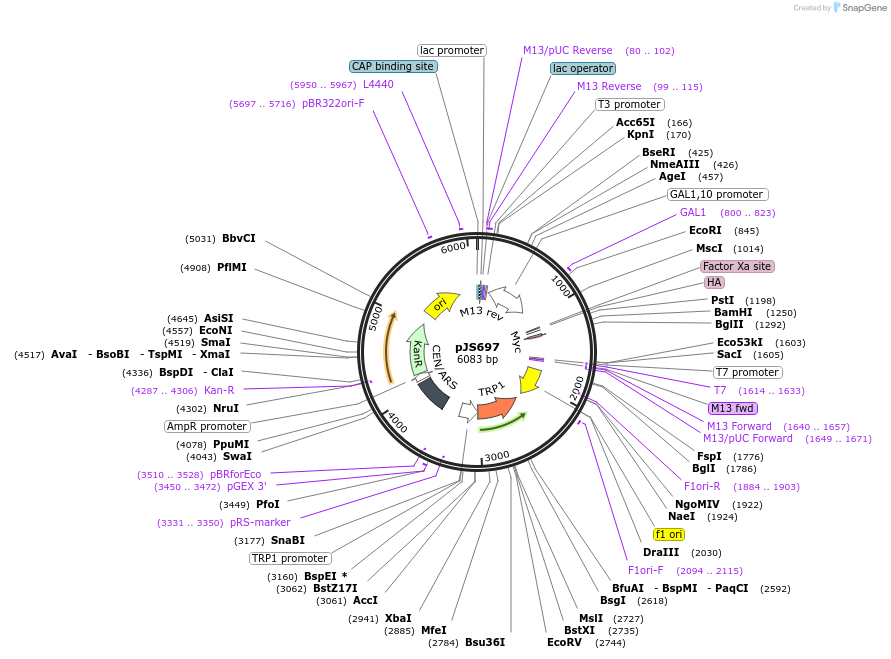 168778-plasmid-map-sequence-id-341486