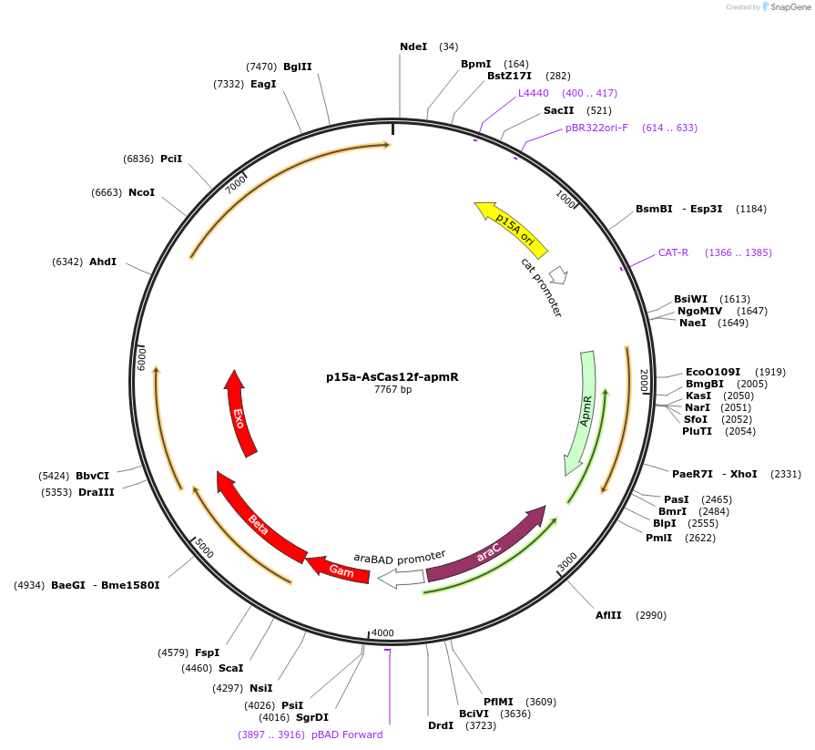 171610-plasmid-map-sequence-id-341487