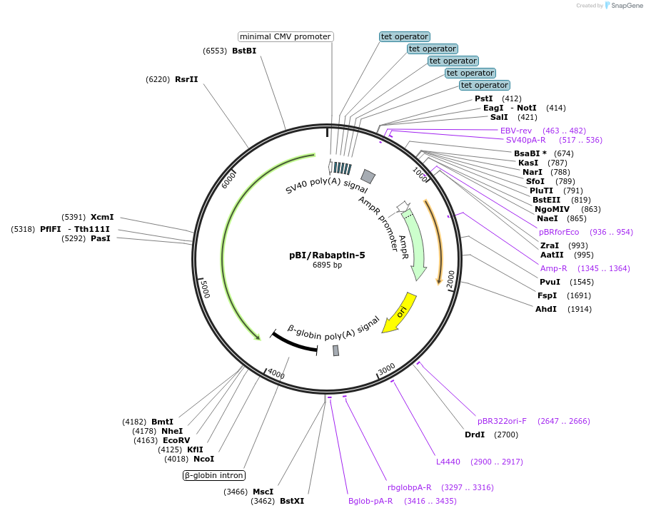 171851-plasmid-map-sequence-id-341490